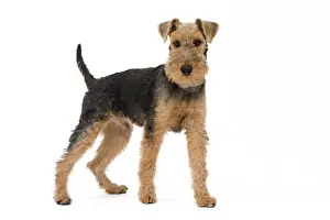 Dog - Welsh Terrier in studio