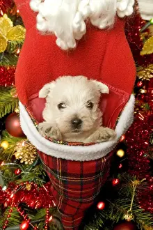 Stocking Prints: Dog - West Highland Terrier with Christmas decorations