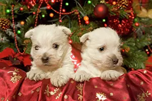Decoration Prints: Dog - West Highland Terrier puppies with Christmas decorations
