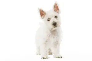 Puppy Prints: Dog - West Highland Terrier - puppy in studio
