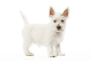 Dog - West Highland Terrier - puppy in studio