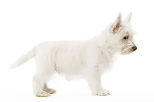 Dog - West Highland Terrier - puppy in studio