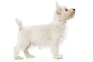 Dog - West Highland Terrier - puppy in studio