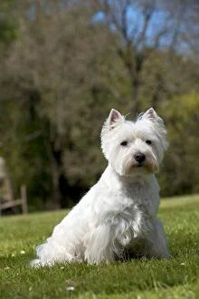 Images Dated 2nd May 2013: DOG - West highland white terrier