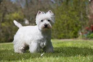 Images Dated 2nd May 2013: DOG - West highland white terrier