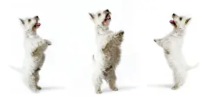 Dancing Prints: Dog - West Highland White Terrier, three