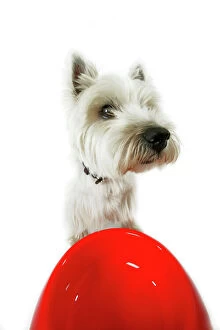 Images Dated 14th July 2004: Dog - West Highland White Terrier by bowl