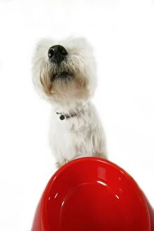 Dog - West Highland White Terrier with bowl