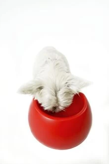 Dog - West Highland White Terrier eating from bowl
