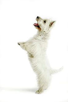 Dog - West Highland White Terrier on hind legs