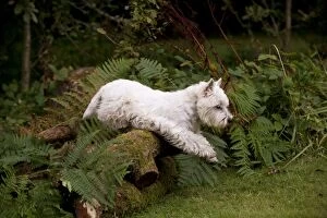 Images Dated 29th August 2012: DOG - West highland white terrier jumping over