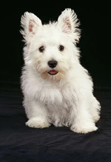 DOG - West Highland White Terrier puppy