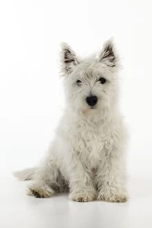 Images Dated 8th June 2010: DOG. West highland white terrier puppy
