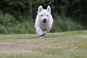 Images Dated 8th June 2010: DOG. West highland white terrier puppy running through garden