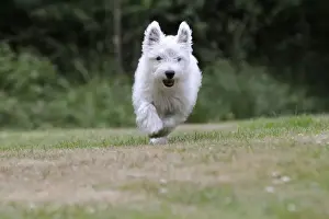 DOG. West highland white terrier puppy running through garden