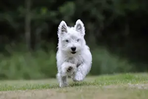 DOG. West highland white terrier puppy running through garden
