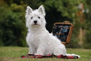 Images Dated 8th June 2010: DOG. West highland white terrier puppy sitting with picnic basket on tartan blanket