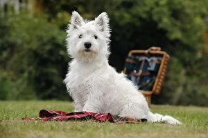 Images Dated 8th June 2010: DOG. West highland white terrier puppy sitting with picnic basket on tartan blanket