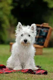 Blanket Prints: DOG. West highland white terrier puppy sitting with picnic basket on tartan blanket