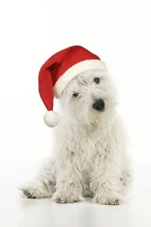 Images Dated 8th June 2010: DOG. West highland white terrier puppy wearing a Christmas hat Digital Manipulation: Hat JD