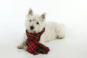 Images Dated 8th June 2010: DOG. West highland white terrier puppy wearing tartan scarf