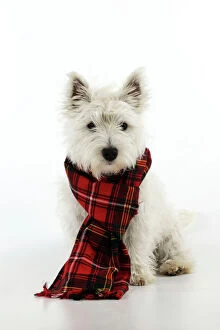 Images Dated 8th June 2010: DOG. West highland white terrier puppy wearing tartan scarf