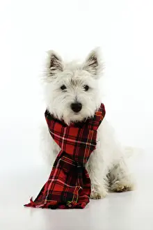 Scarf Prints: DOG. West highland white terrier puppy wearing tartan scarf