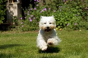 Images Dated 26th July 2012: DOG - West highland white terrier running in garden
