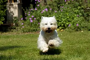 Lawns Prints: DOG - West highland white terrier running in garden