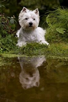 Images Dated 29th August 2012: DOG - West highland white terrier sitting on edge of a pond