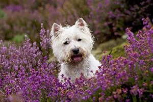 Images Dated 29th August 2012: DOG - West highland white terrier sitting in heather
