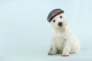 DOG - West highland white terrier sitting wearing