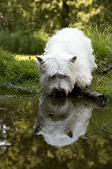 Lawns Prints: DOG - West highland white terrier standing in pond