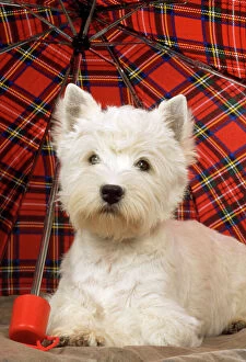 DOG - West Highland White Terrier - under tartan umbrella