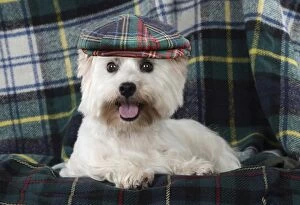 DOG West Highland White Terrier on tartan wearing