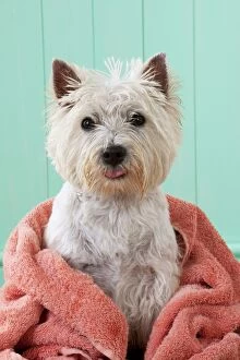 Images Dated 29th August 2012: DOG - West highland white terrier wrapped in a towel