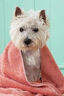 Images Dated 29th August 2012: DOG - West highland white terrier wrapped in a towel