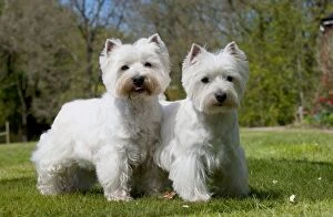 Images Dated 2nd May 2013: DOG - West highland white terriers