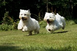 Images Dated 26th July 2012: DOG - West highland white terriers running in garden