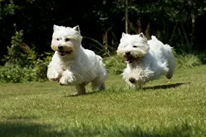 Lawns Prints: DOG - West highland white terriers running in garden