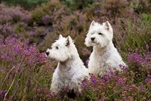 Images Dated 29th August 2012: DOG - West highland white terriers sitting in heather