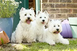 DOG - West highland white terriers sitting together