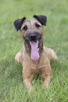 Dog - Westfalen Terrier - lying down in garden with tongue sticking out - Lower Saxony - Germany