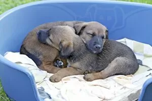 Images Dated 9th September 2009: Dog - Westfalia / Westfalen Terrier - 2 puppies sleeping in dog basket
