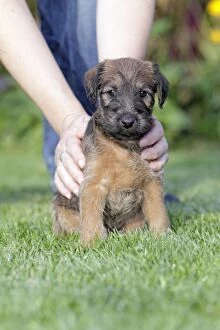 Images Dated 9th September 2009: Dog - Westfalia / Westfalen Terrier - puppy being