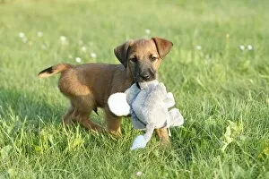 Images Dated 21st September 2009: Dog - Westfalia / Westfalen Terrier - puppy playing with cuddly toy