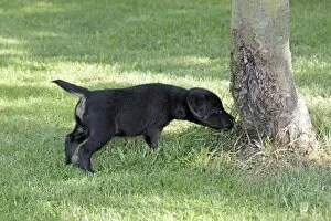 Images Dated 9th September 2009: Dog - Westfalia / Westfalen Terrier - puppy sniffing at tree stem in garden, Lower Saxony, Germany
