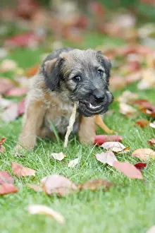 Dog - Westfalia / Westfalen Terrier - puppy chewing puppy chew stick on garden lawn, Lower Saxony, Germany