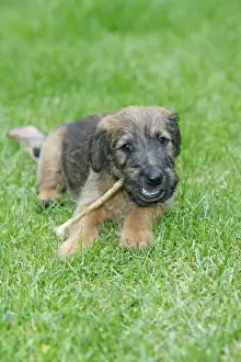 Dog - Westfalia / Westfalen Terrier - puppy chewing puppy stick on garden lawn, Lower Saxony, Germany