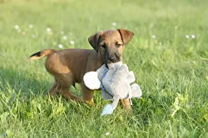 Dog - Westfalia / Westfalen Terrier - puppy playing with cuddly toy, Lower Saxony, Germany
